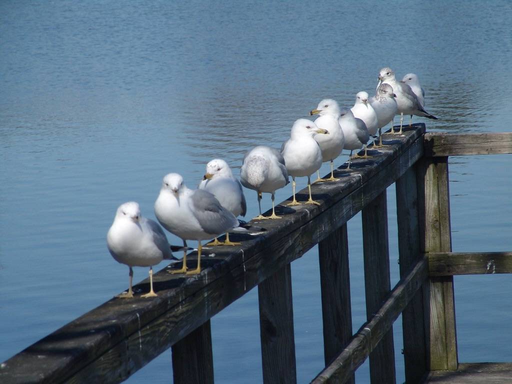 Ring-Billed Gull by Drew Avery is licensed under CC BY 2.0.